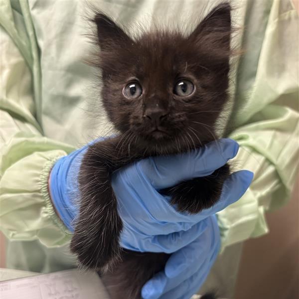 Enlarge Claudia, a Adoptable Domestic Medium Hair in Tempe, AZ image 1/1