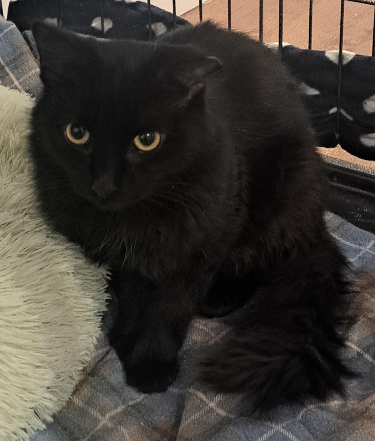 Caesar and Cleopatra, a Adopted Exotic Shorthair in London, ON image 4/4