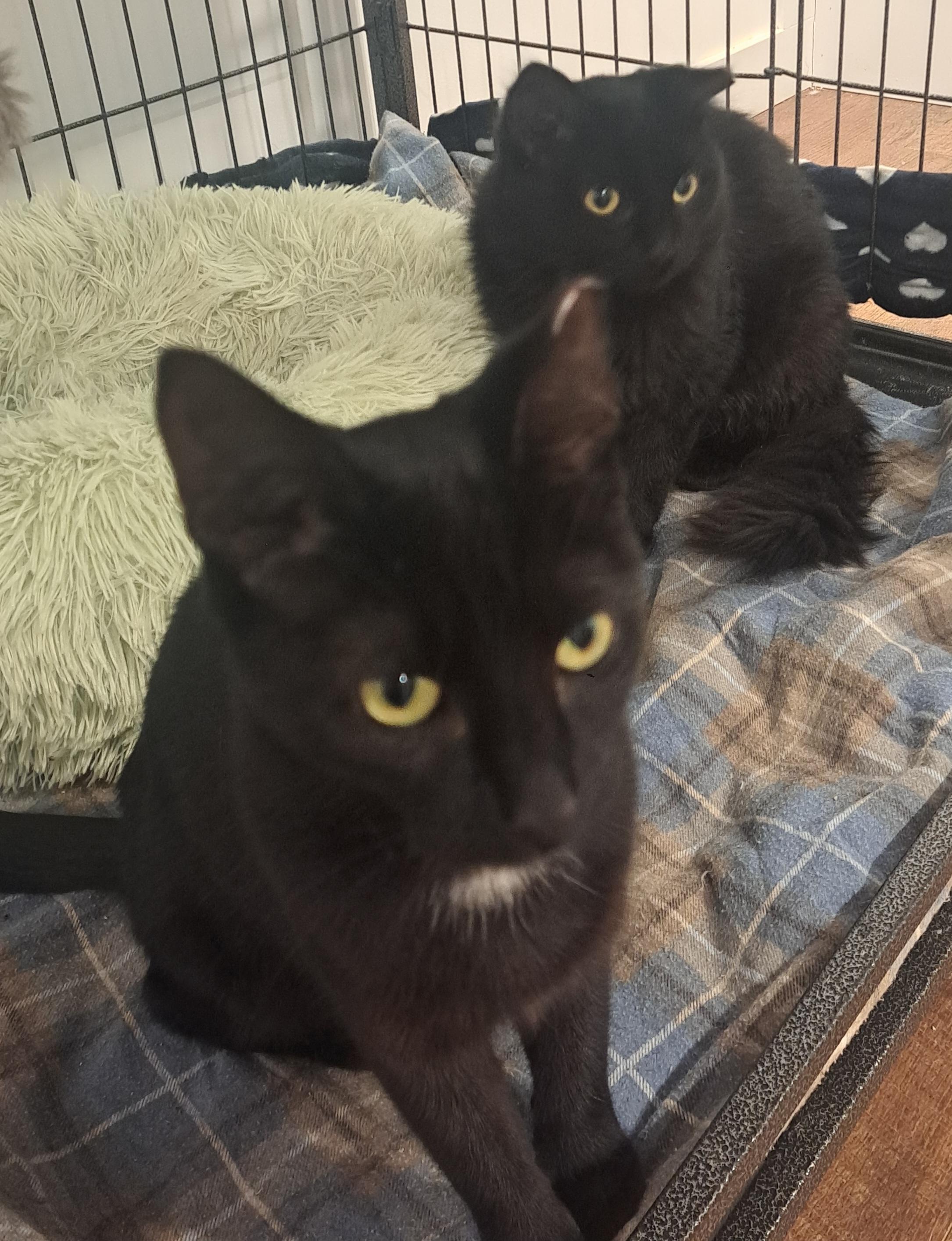 Caesar and Cleopatra, a Adopted Exotic Shorthair in London, ON image 2/4