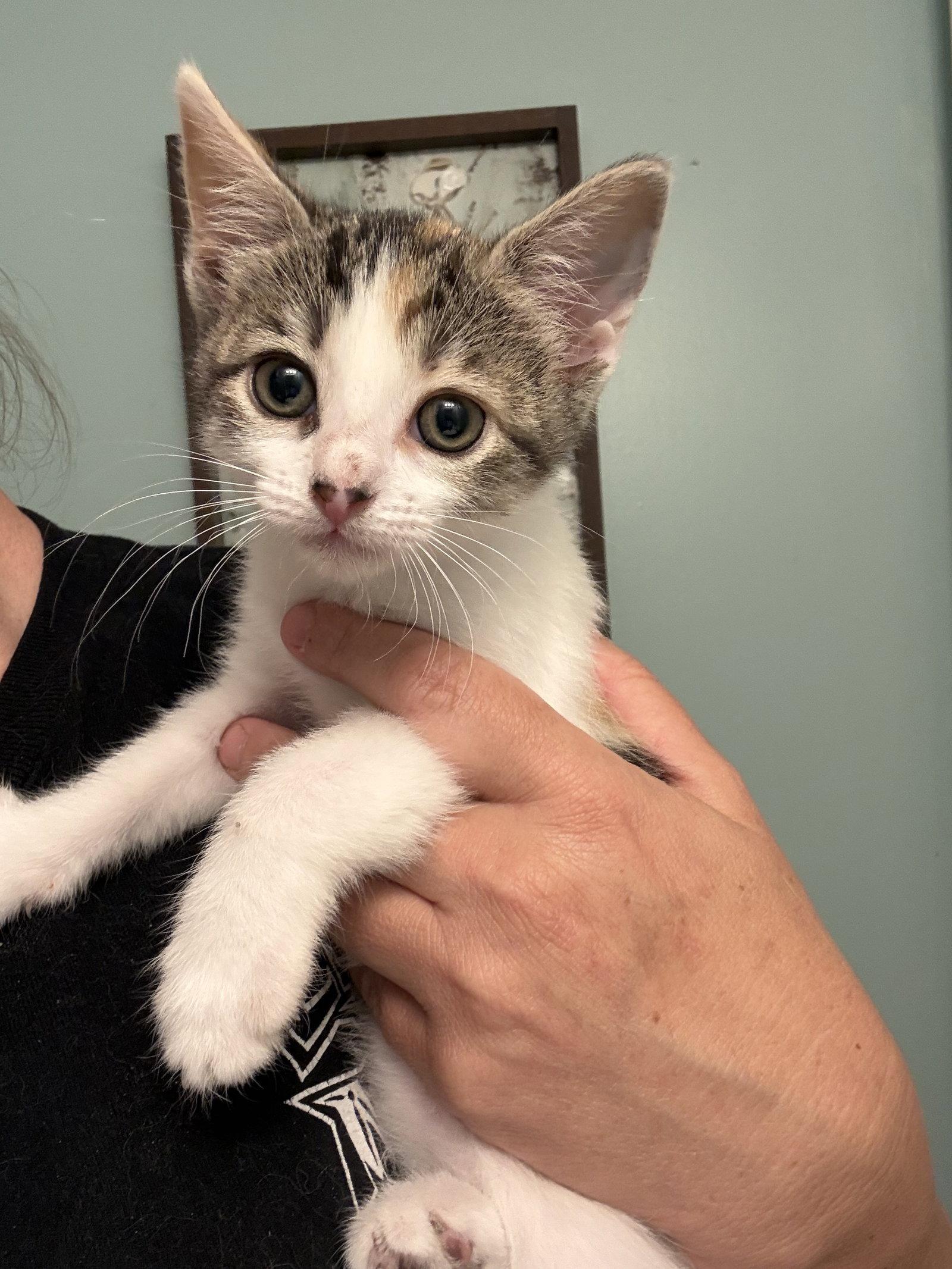 Vanna, Adopted, Kitten Female Calico.