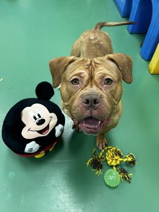 Cabernet, Adoptable, Adult Female Dogue de Bordeaux & Mixed Breed.