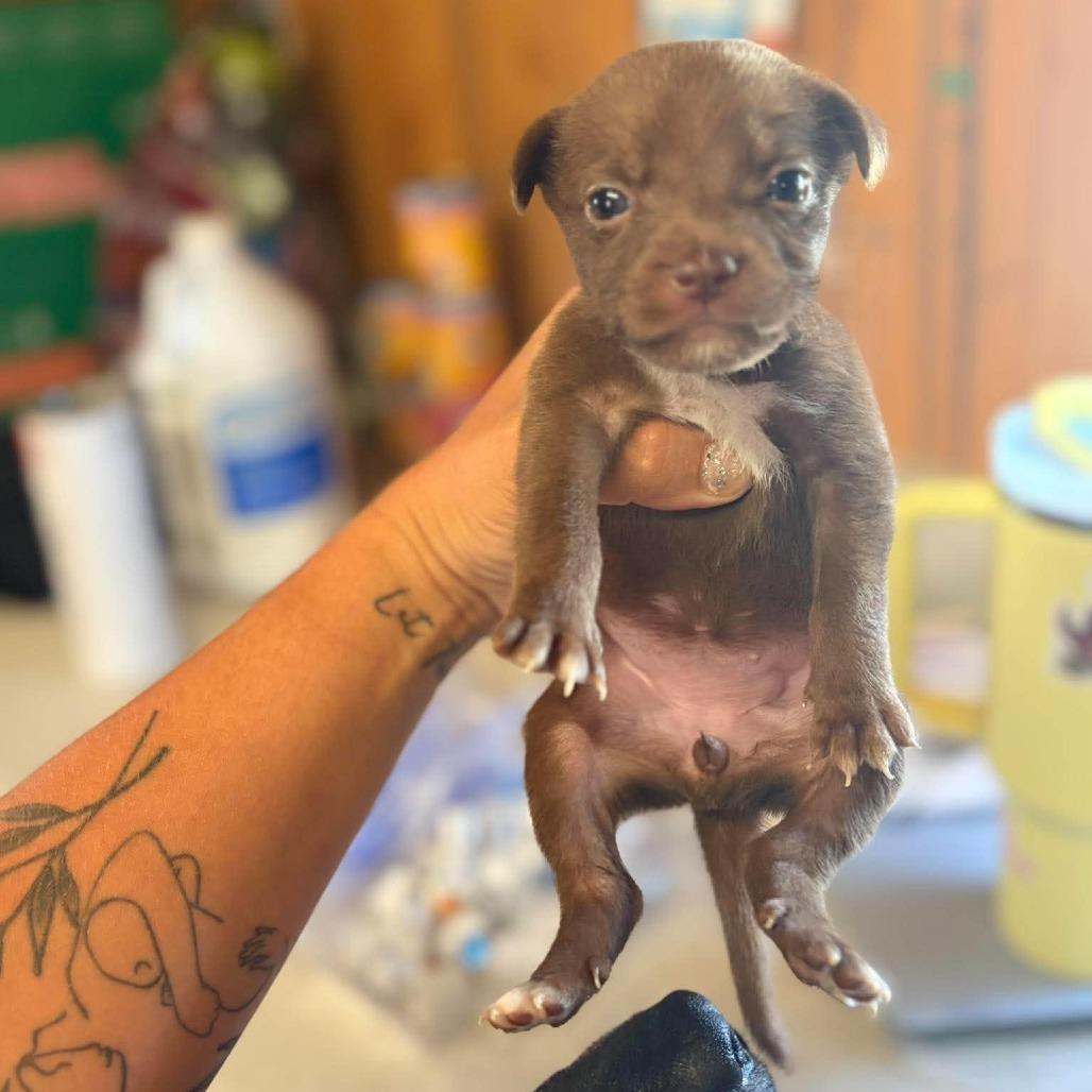 Enlarge Stalia, a Adoptable Mixed Breed in North Myrtle Beach, SC image 1/5