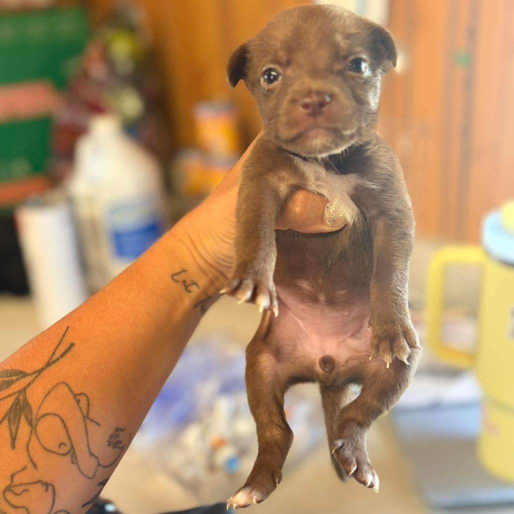 Enlarge Stalia, a Adoptable Mixed Breed in North Myrtle Beach, SC image 3/5