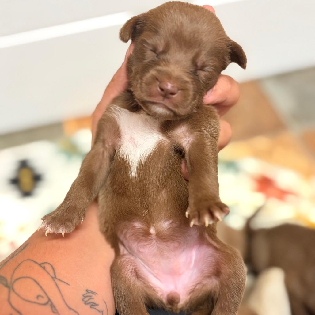 Enlarge Stalia, a Adoptable Mixed Breed in North Myrtle Beach, SC image 4/5