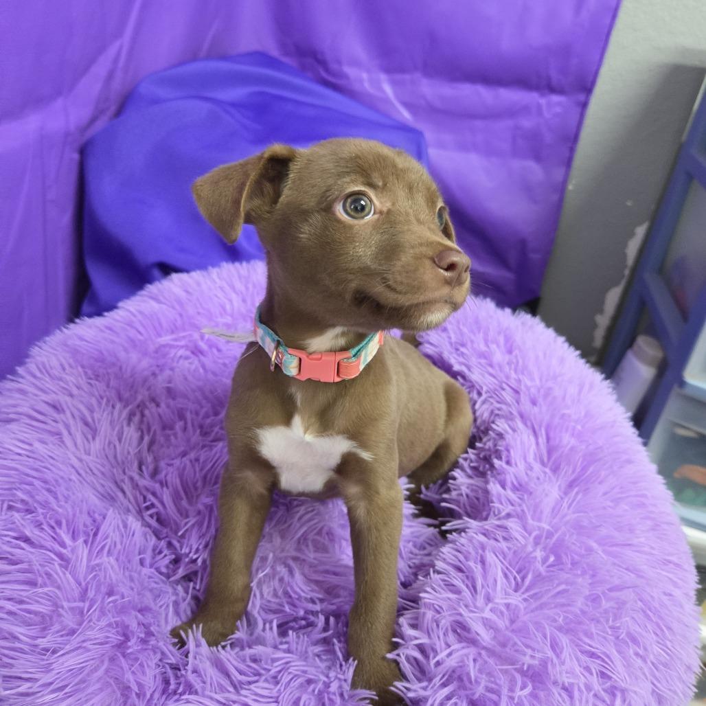 Enlarge Stalia, a Adoptable Mixed Breed in North Myrtle Beach, SC image 5/5