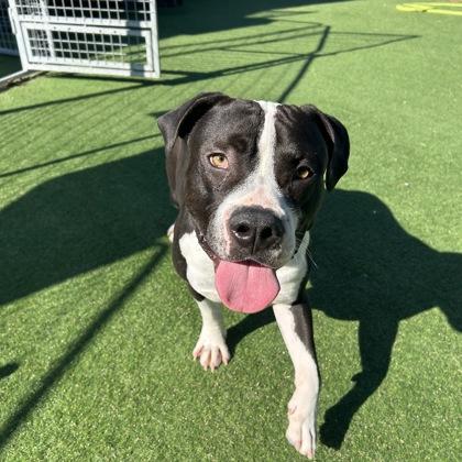 Obanai, Adoptable, Adult Male Pit Bull Terrier & Mixed Breed.