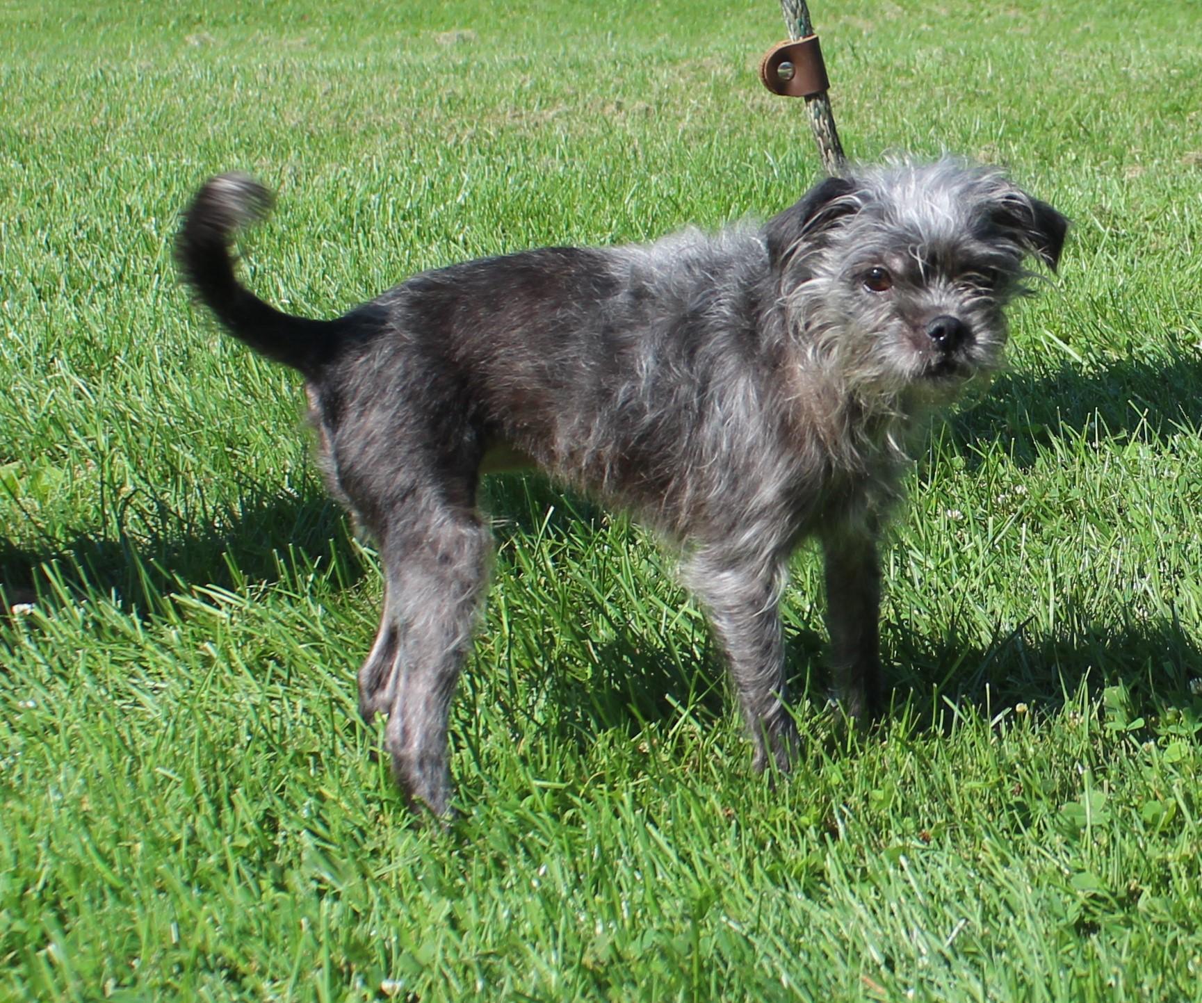 Rachel (12300), Adopted, Adult Female Cairn Terrier.