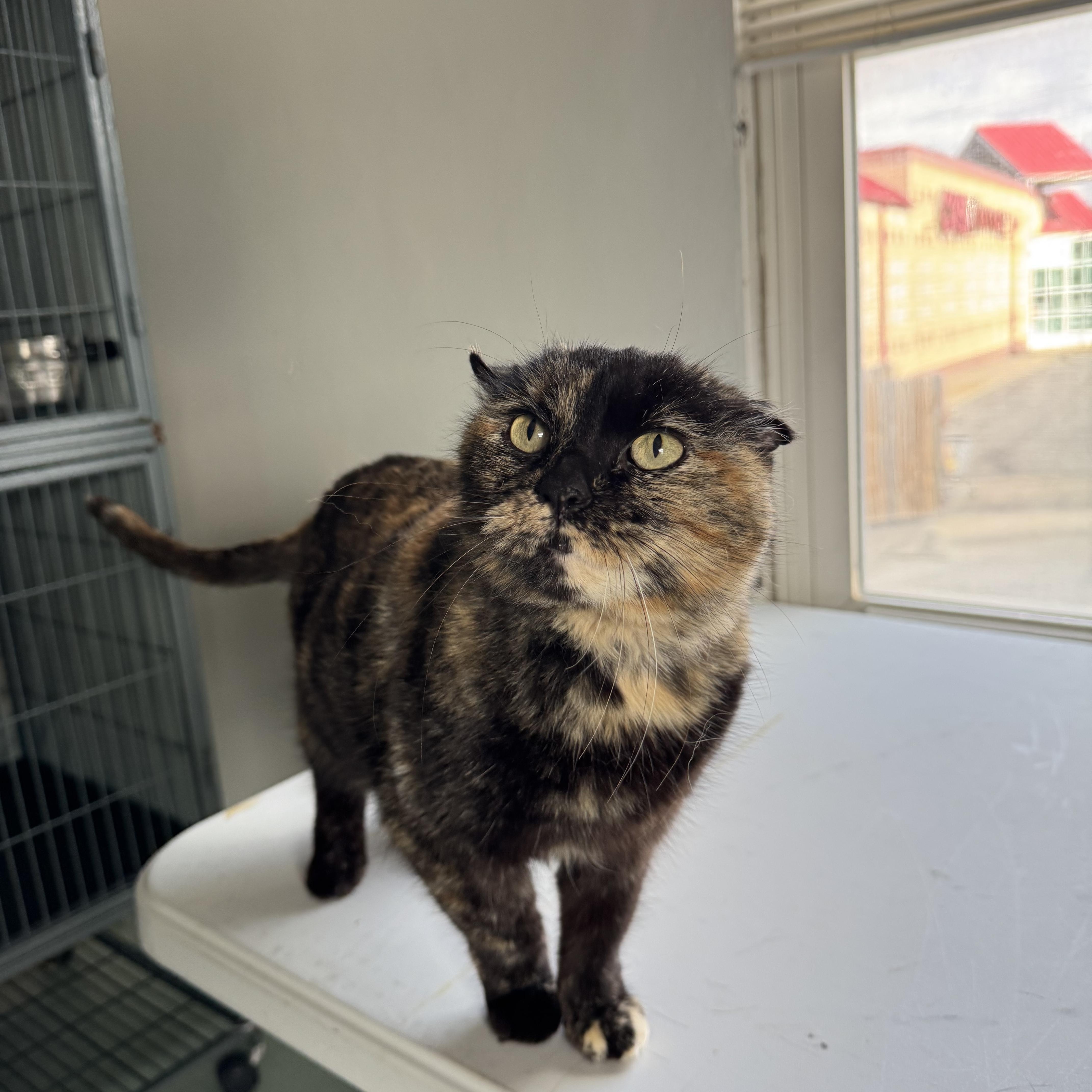 Enlarge Maple, a Adoptable Tortoiseshell in Mount Vernon, IL image 6/6