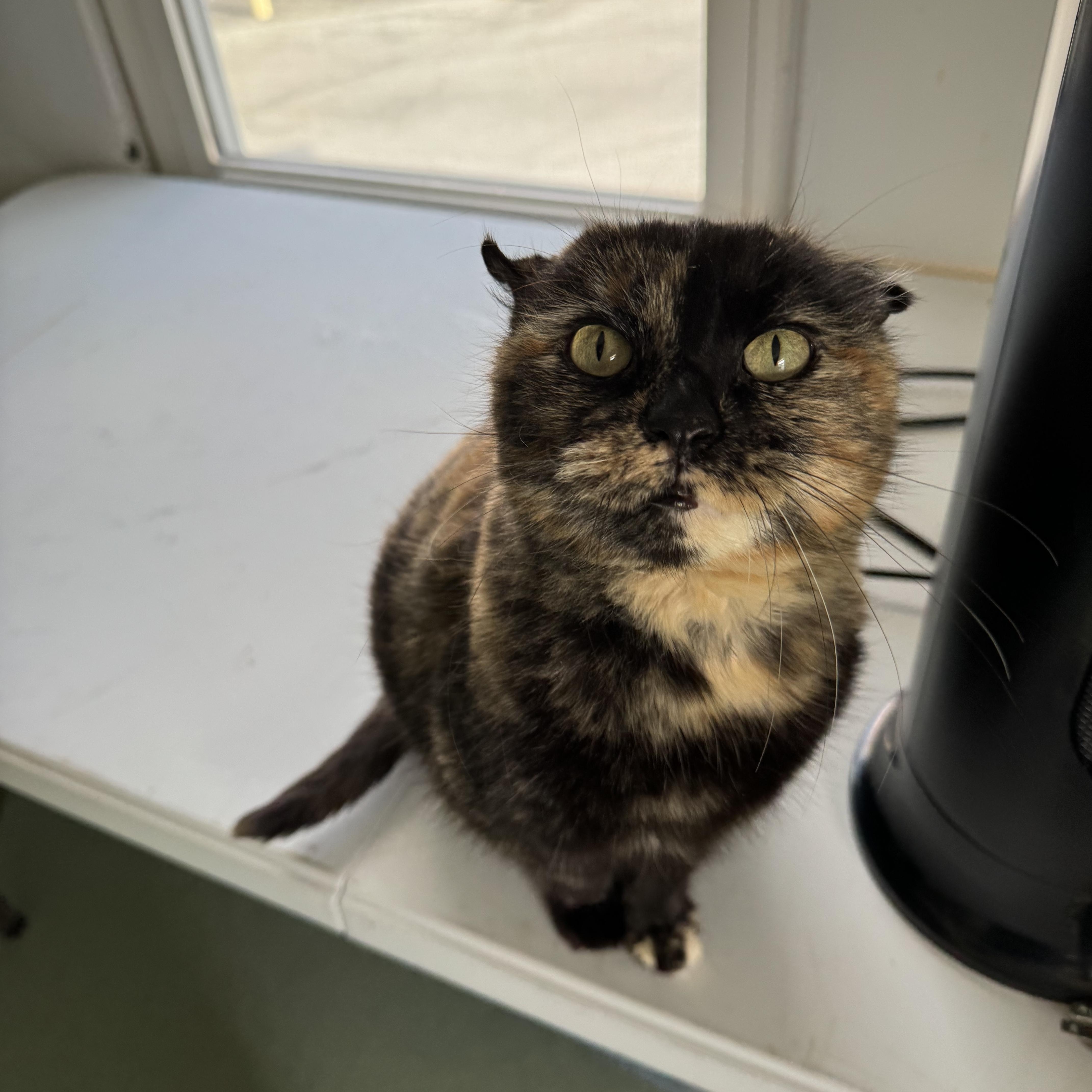 Enlarge Maple, a Adoptable Tortoiseshell in Mount Vernon, IL image 1/6