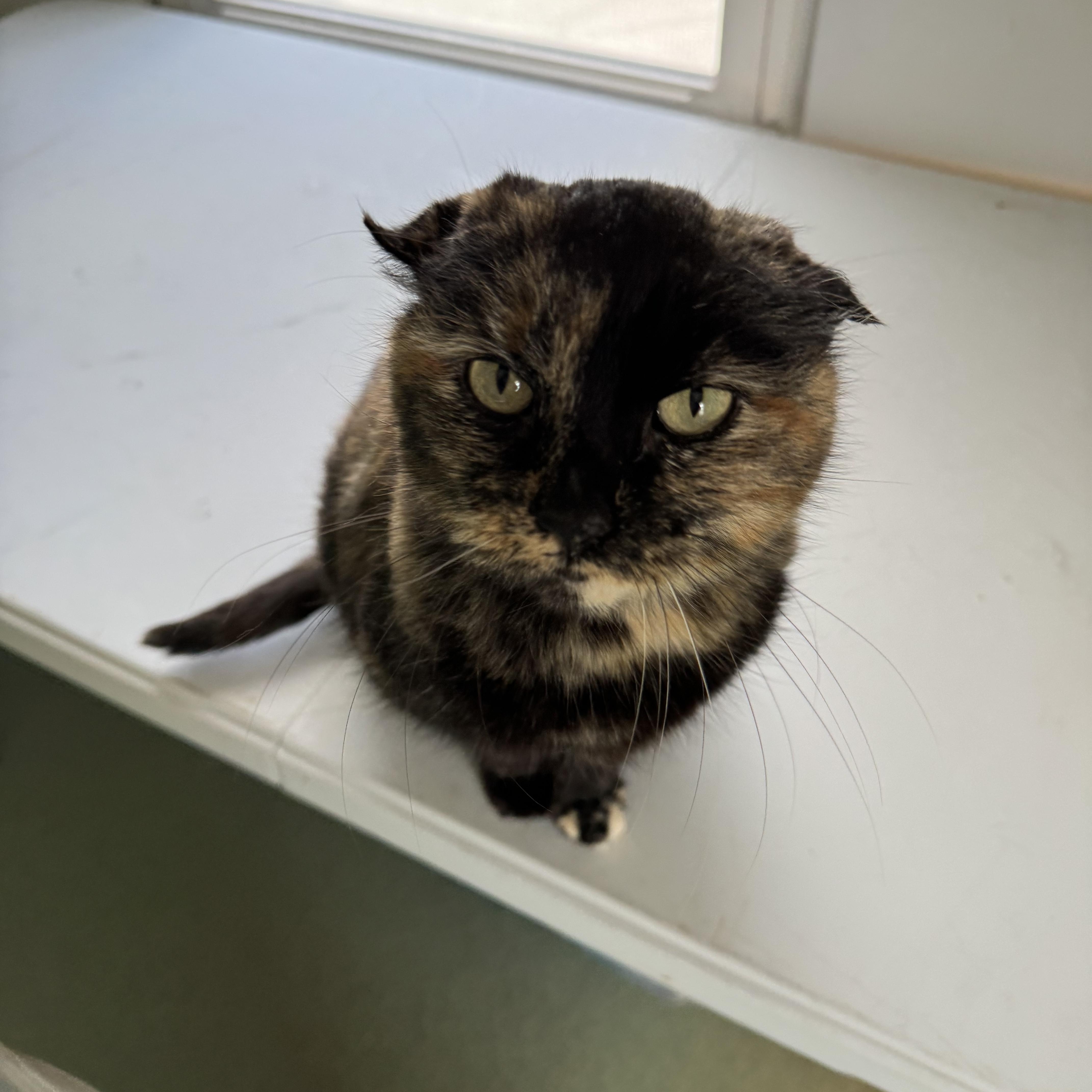 Enlarge Maple, a Adoptable Tortoiseshell in Mount Vernon, IL image 3/6