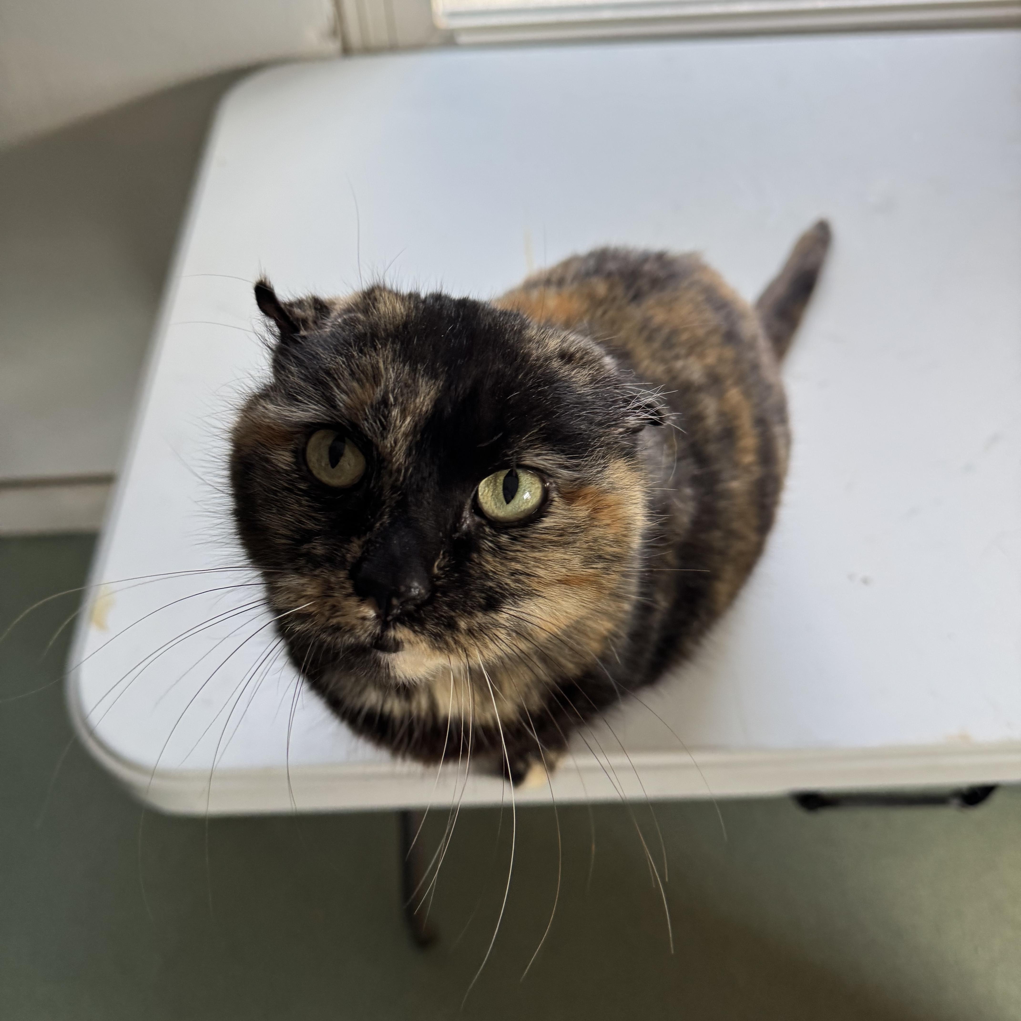 Enlarge Maple, a Adoptable Tortoiseshell in Mount Vernon, IL image 5/6