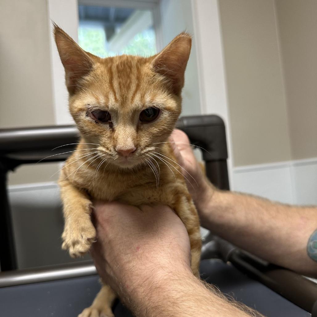 Angela, a Adoptable Domestic Short Hair in Lyndhurst, VA image 1/3