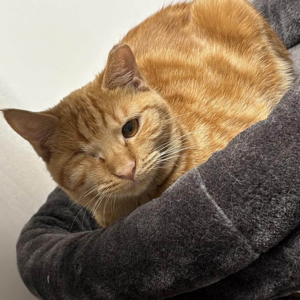 Angela, a Adoptable Domestic Short Hair in Lyndhurst, VA image 2/3