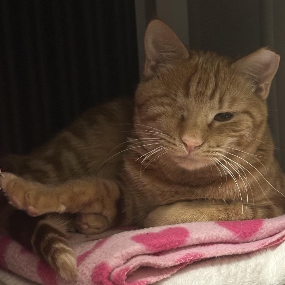 Angela, a Adoptable Domestic Short Hair in Lyndhurst, VA image 3/3