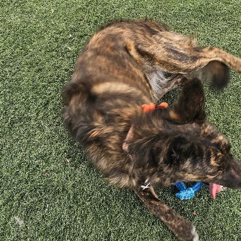 Aloe, a Adoptable mixed breed in Brea, CA image 2/2