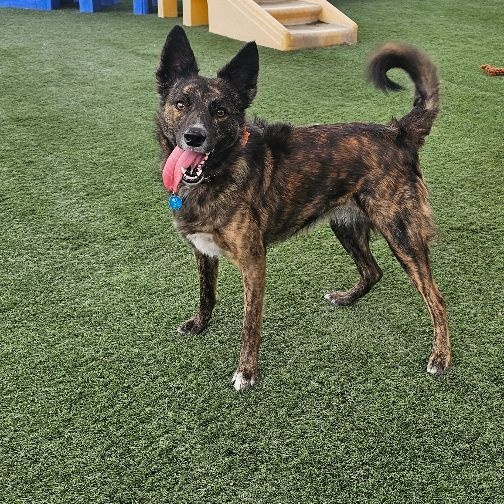 Aloe, a Adoptable mixed breed in Brea, CA image 1/2