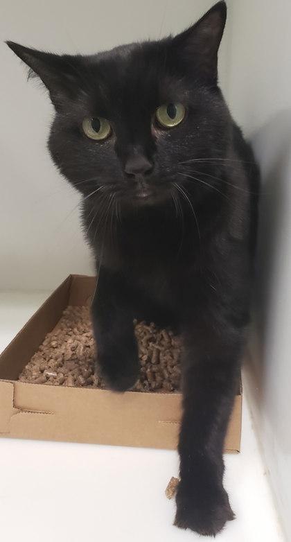 Lucy, a Adoptable Domestic Short Hair in Cleveland, OH image 1/3