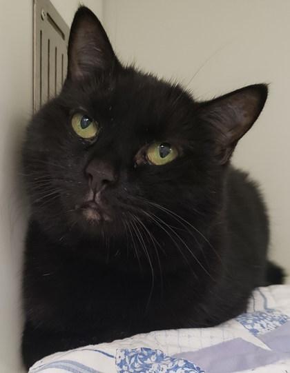 Lucy, a Adoptable Domestic Short Hair in Cleveland, OH image 2/3