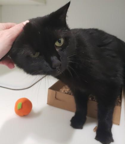 Lucy, a Adoptable Domestic Short Hair in Cleveland, OH image 3/3