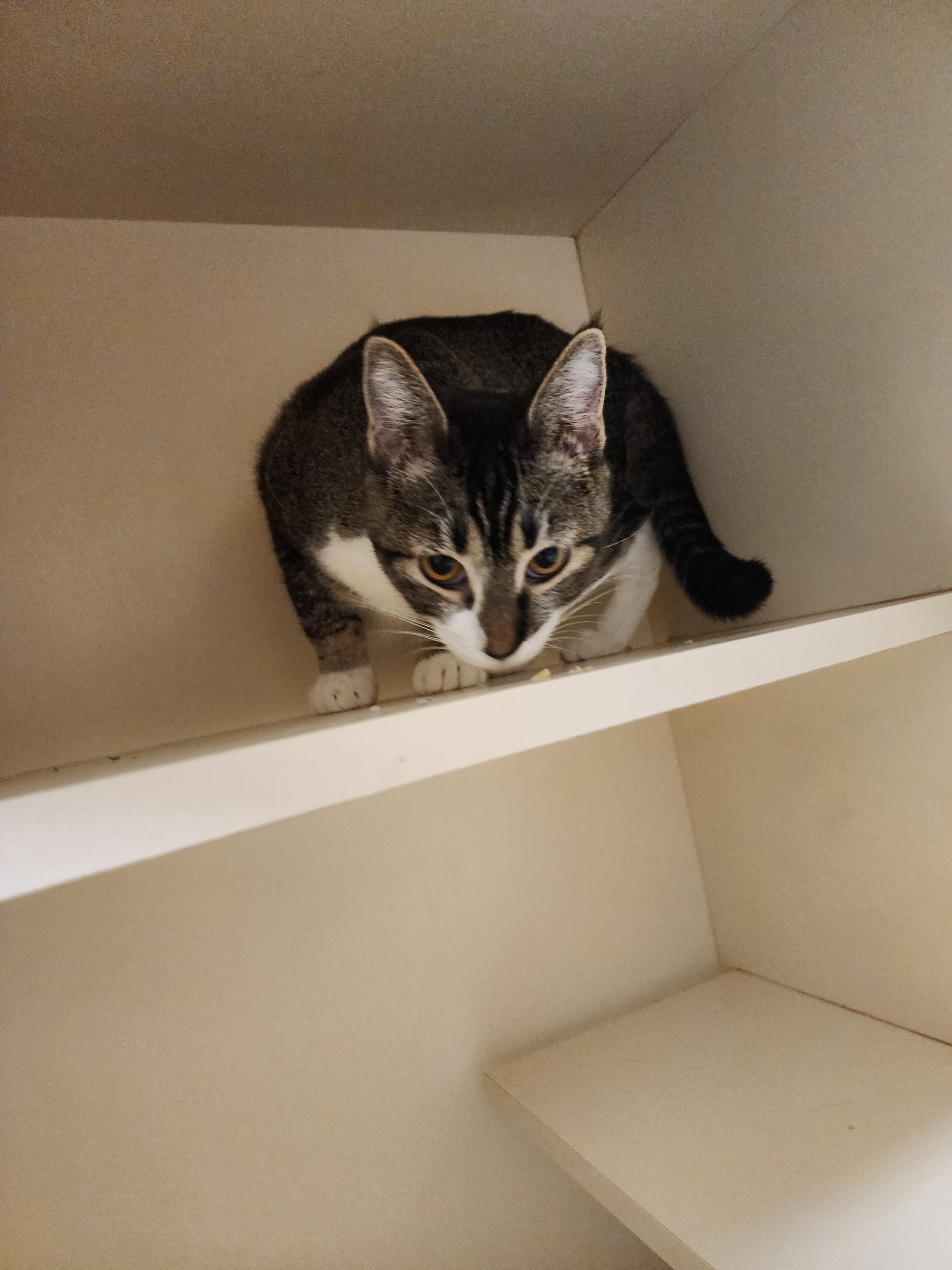 25-263B and 25-210D, a ADOPTABLE Domestic Short Hair in Ridgecrest, CA image 2/2