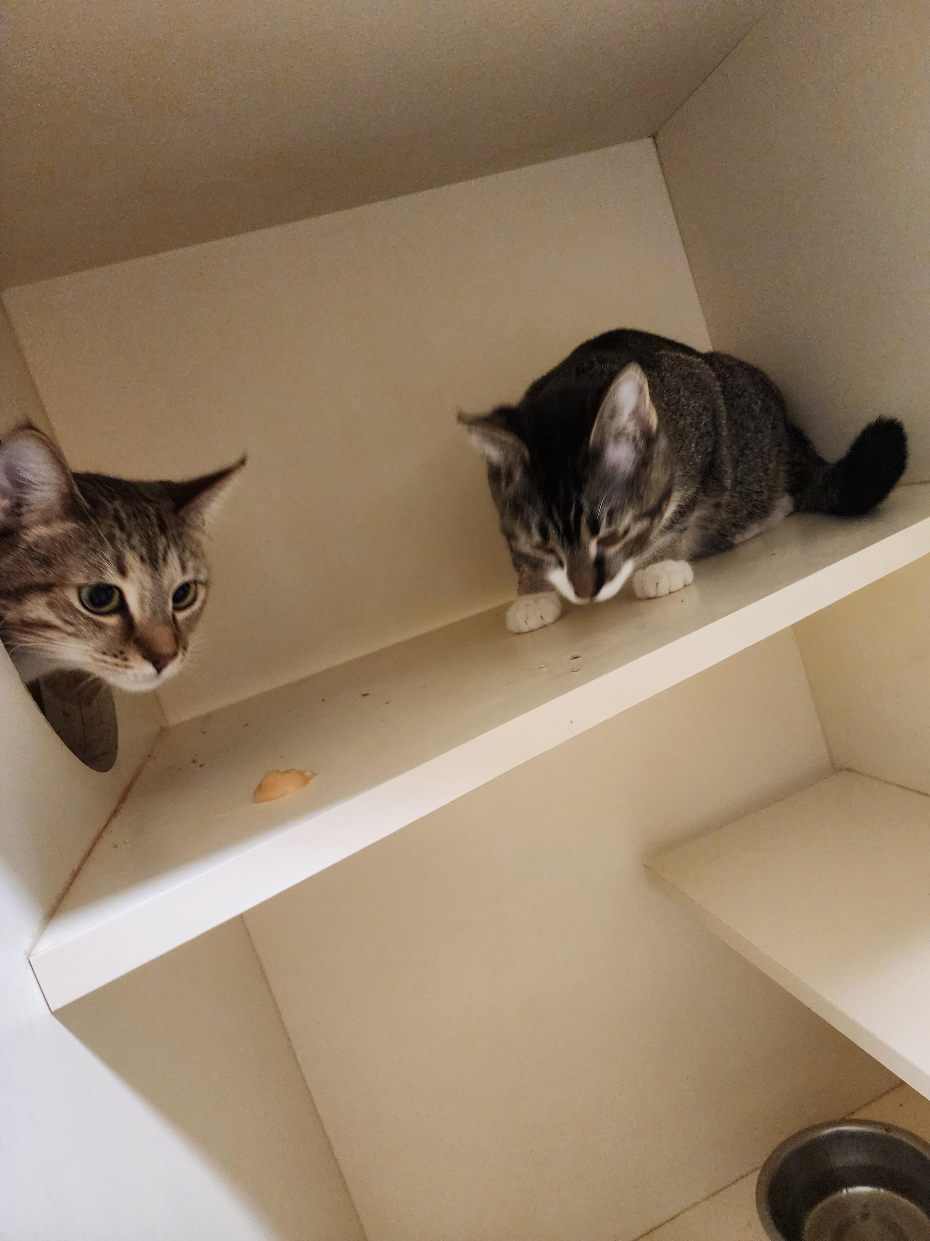 25-263B and 25-210D, ADOPTABLE, Young Female Domestic Short Hair.