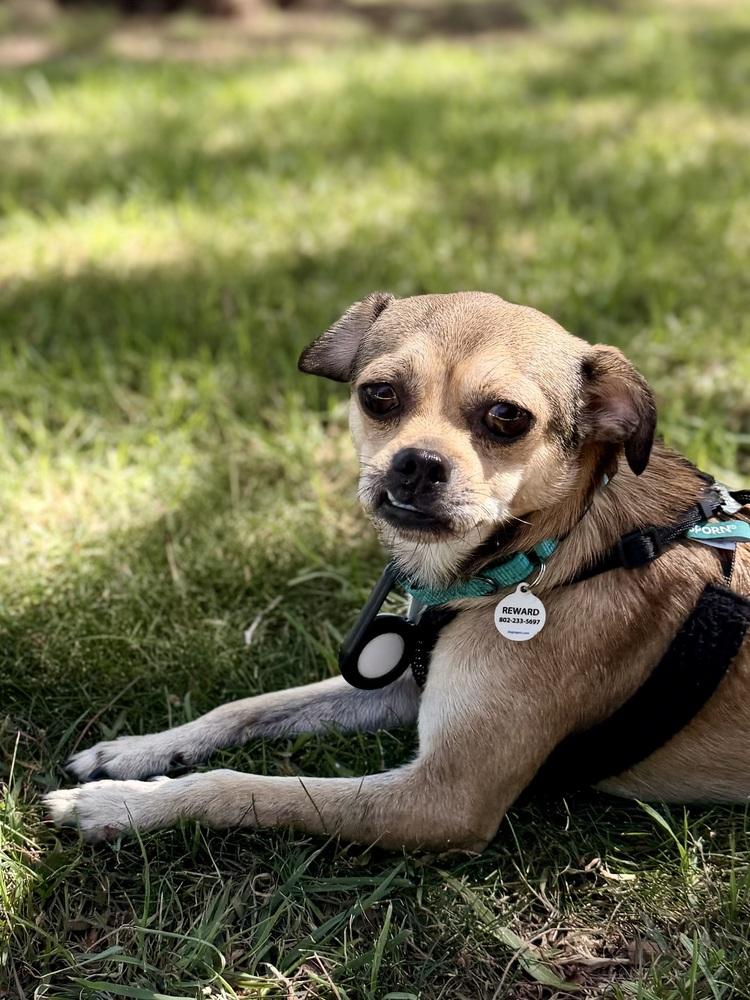 Yoshi, Adoptable, Young Male Chihuahua & Pug.