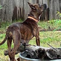 Enlarge Briar Rose, a Adoptable mixed breed in Wichita Falls, TX image 2/5