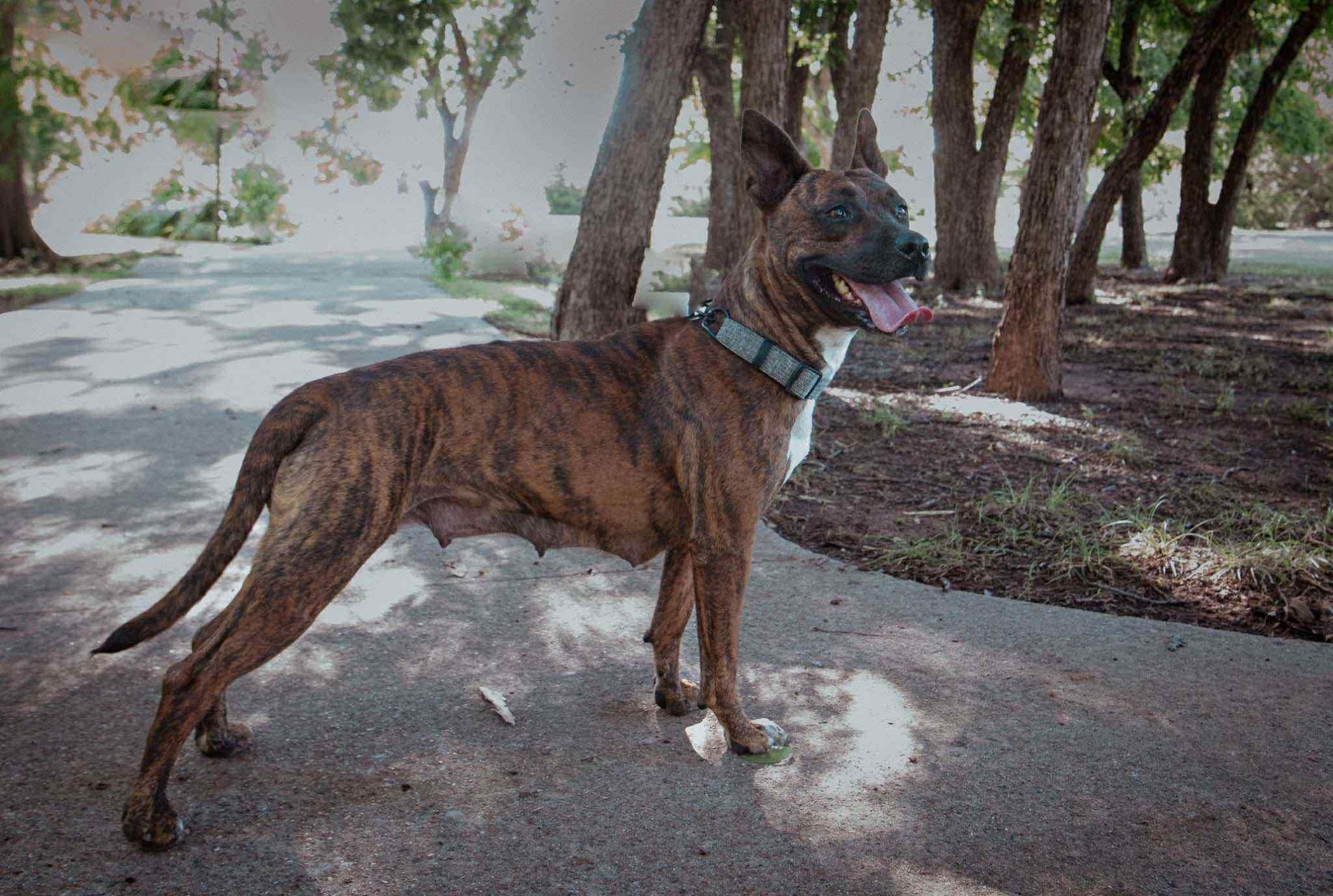Enlarge Briar Rose, a Adoptable mixed breed in Wichita Falls, TX image 4/5