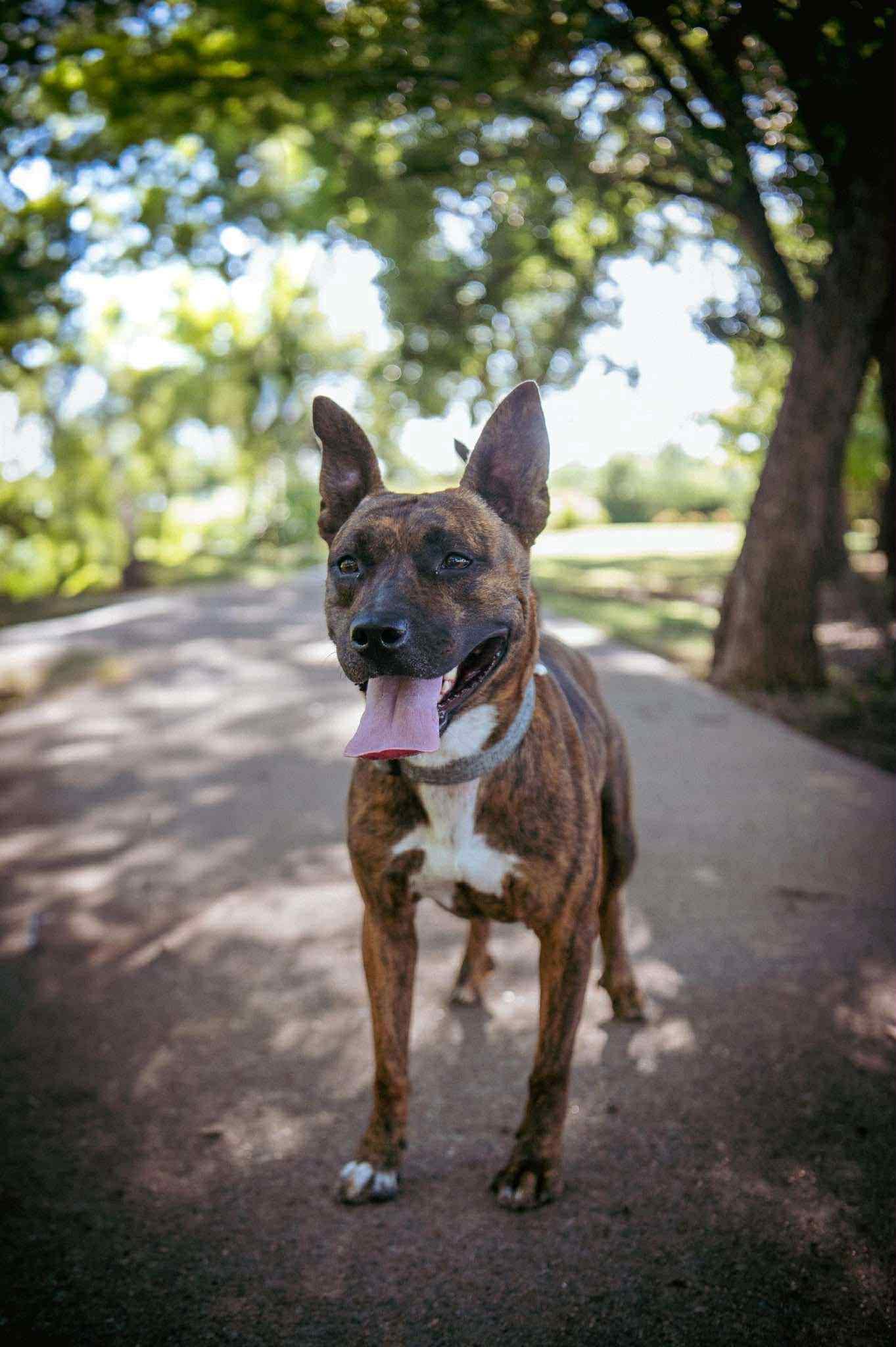 Enlarge Briar Rose, a Adoptable mixed breed in Wichita Falls, TX image 5/5