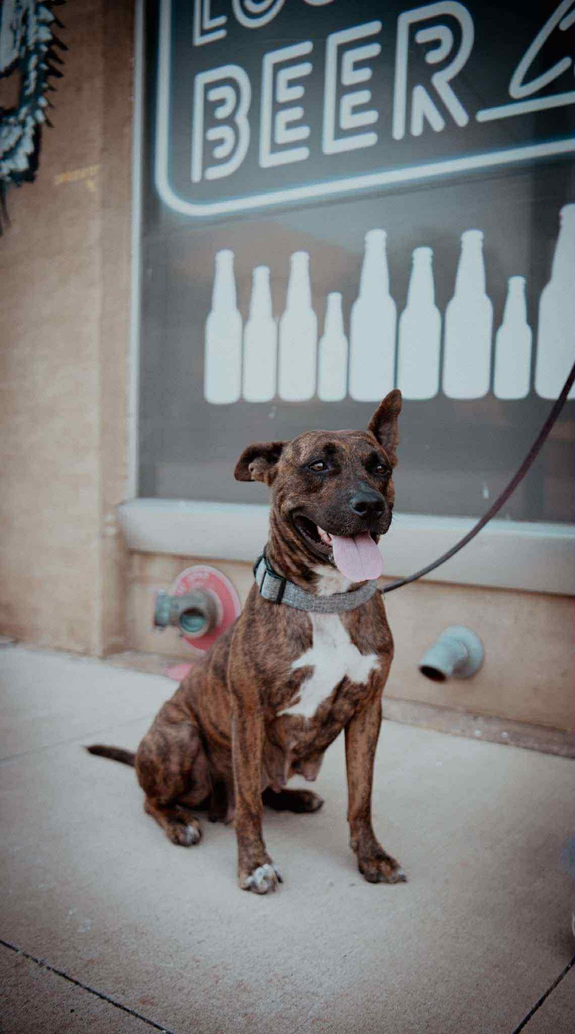 Briar Rose, Adoptable, Adult Female Dutch Shepherd.