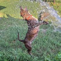 Briar Rose thumbnail 5