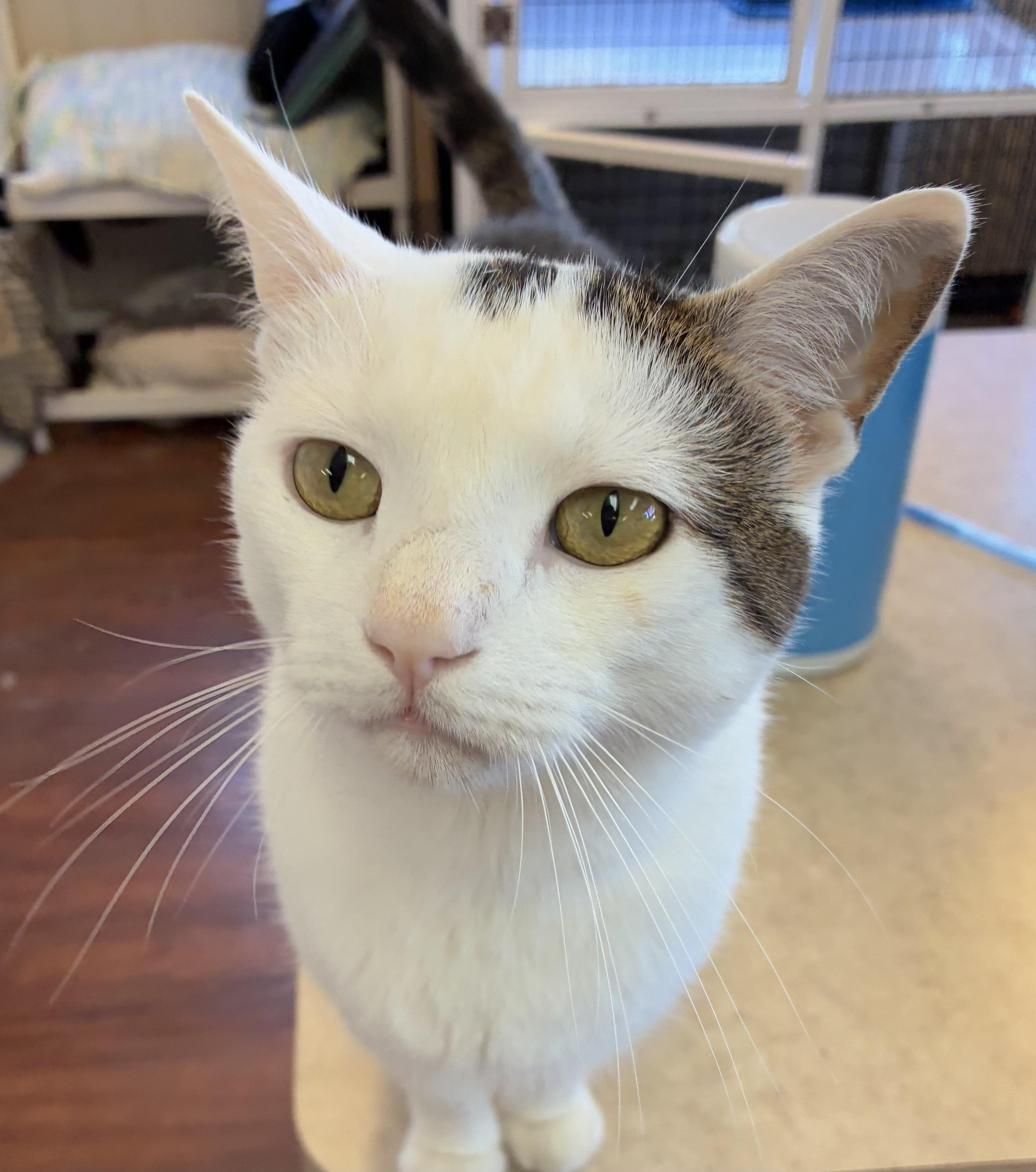 Garfunkel, a Adoptable Domestic Short Hair in Breinigsville, PA image 1/5