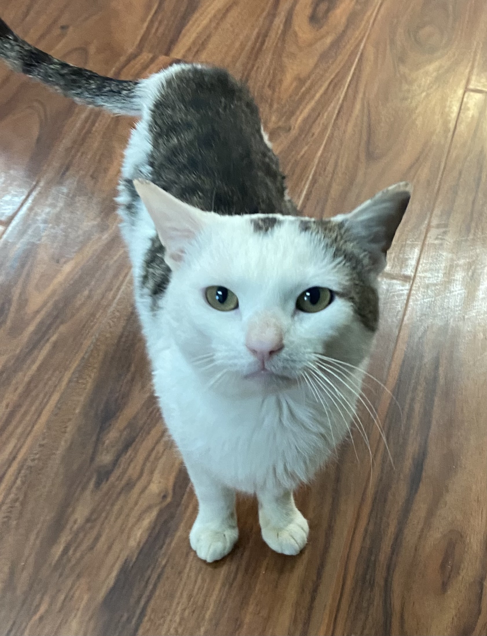 Garfunkel, a Adoptable Domestic Short Hair in Breinigsville, PA image 4/5