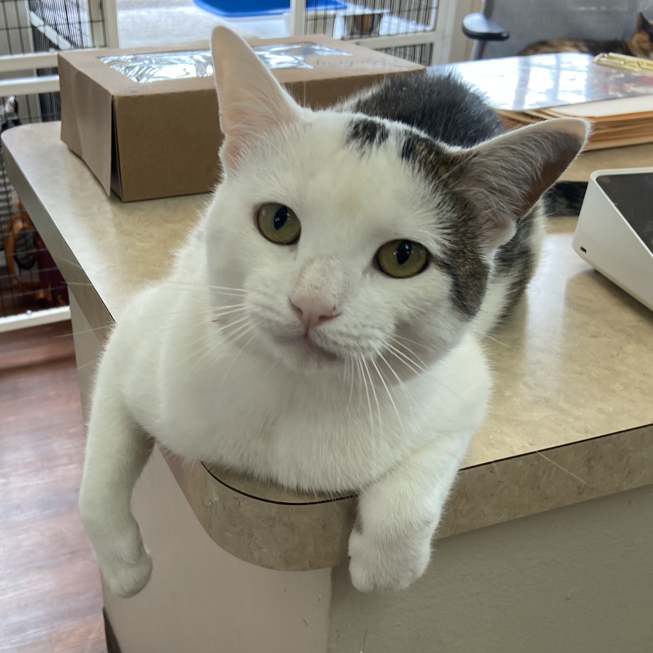 Garfunkel, a Adoptable Domestic Short Hair in Breinigsville, PA image 5/5