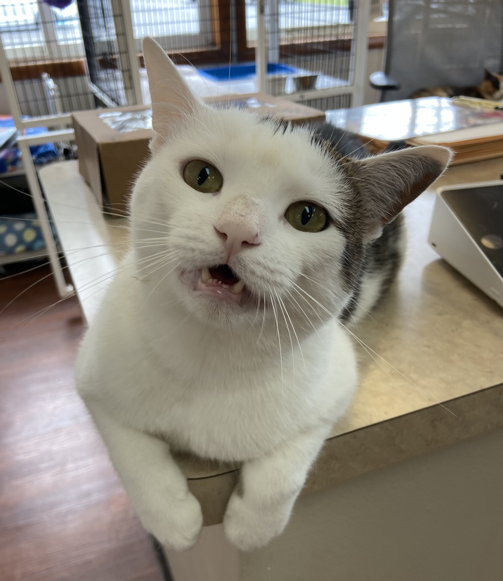 Garfunkel, a Adoptable Domestic Short Hair in Breinigsville, PA image 2/5