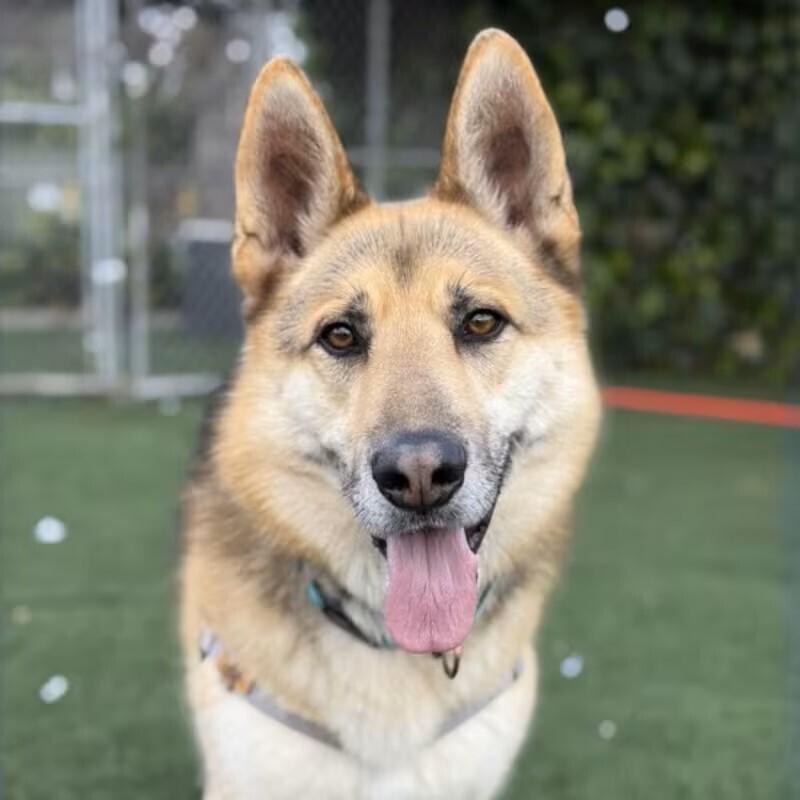 Indy (Courtesy Post), a Adoptable mixed breed in Fulton, CA image 1/3