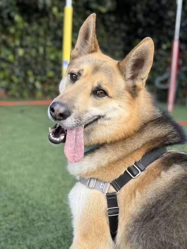 Indy (Courtesy Post), a Adoptable mixed breed in Fulton, CA image 2/3