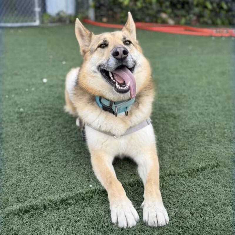 Indy (Courtesy Post), a Adoptable mixed breed in Fulton, CA image 3/3