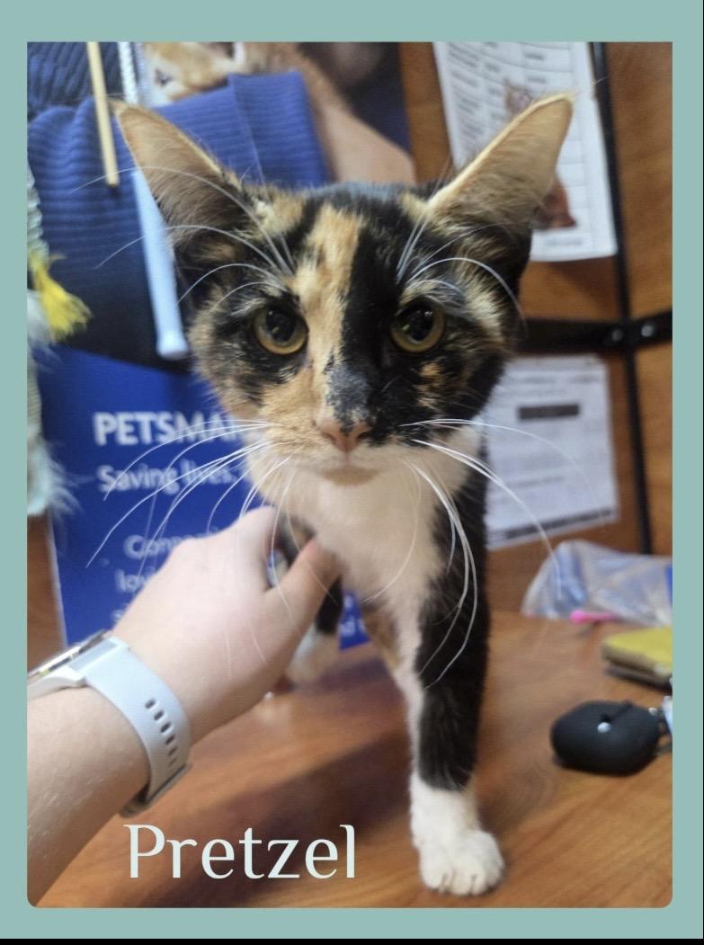 PRETZEL, Adoptable, Kitten Female Calico.