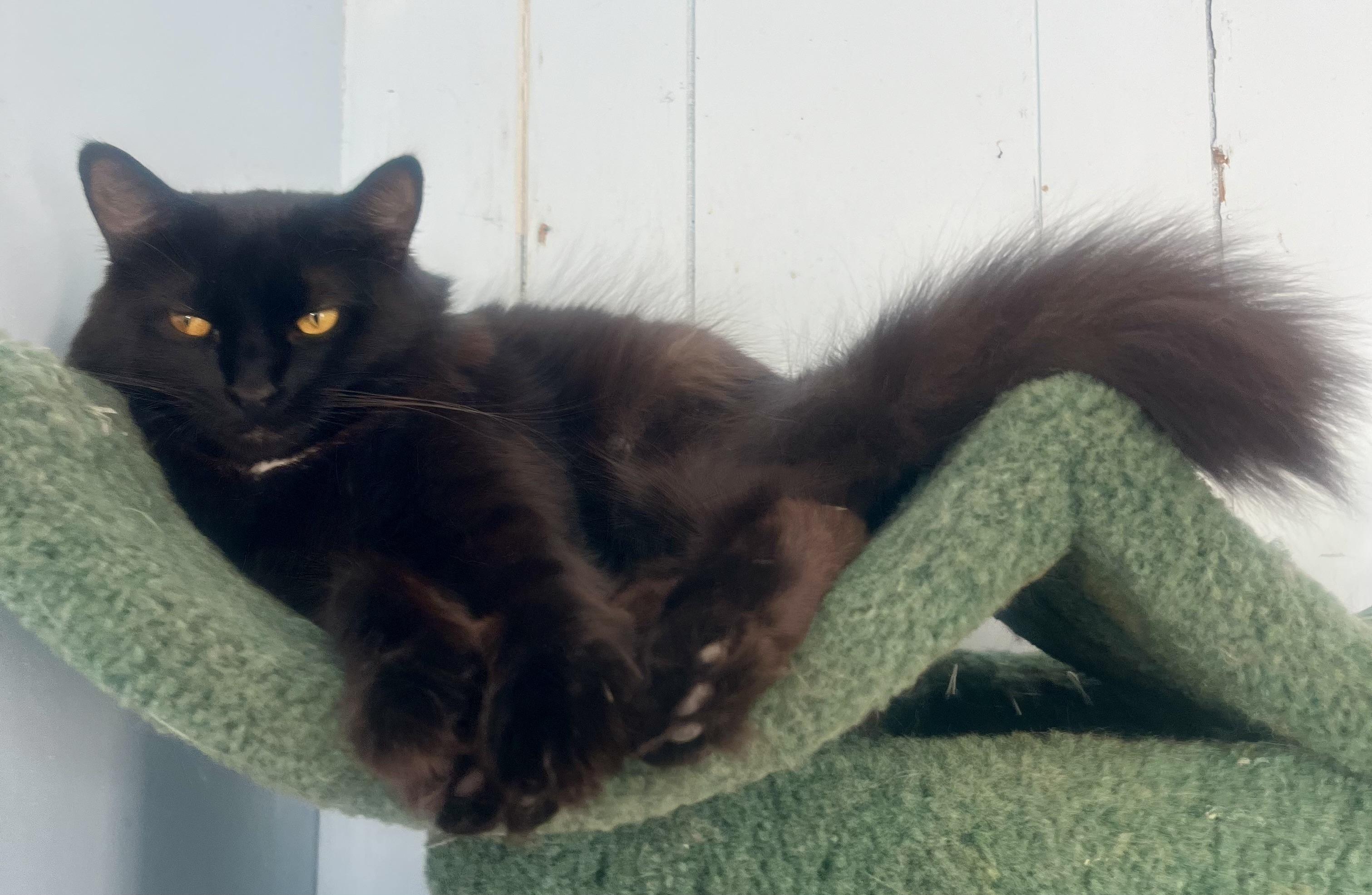 Enlarge Wednesday, a Adoptable mixed breed in Lancaster, CA image 5/6