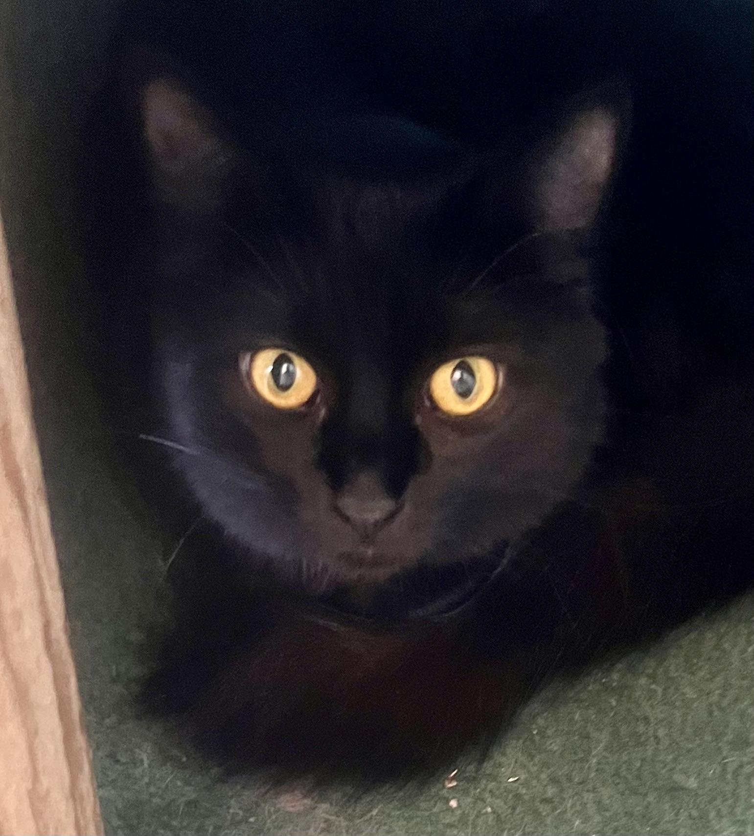 Wednesday, Adoptable, Young Female Domestic Medium Hair.