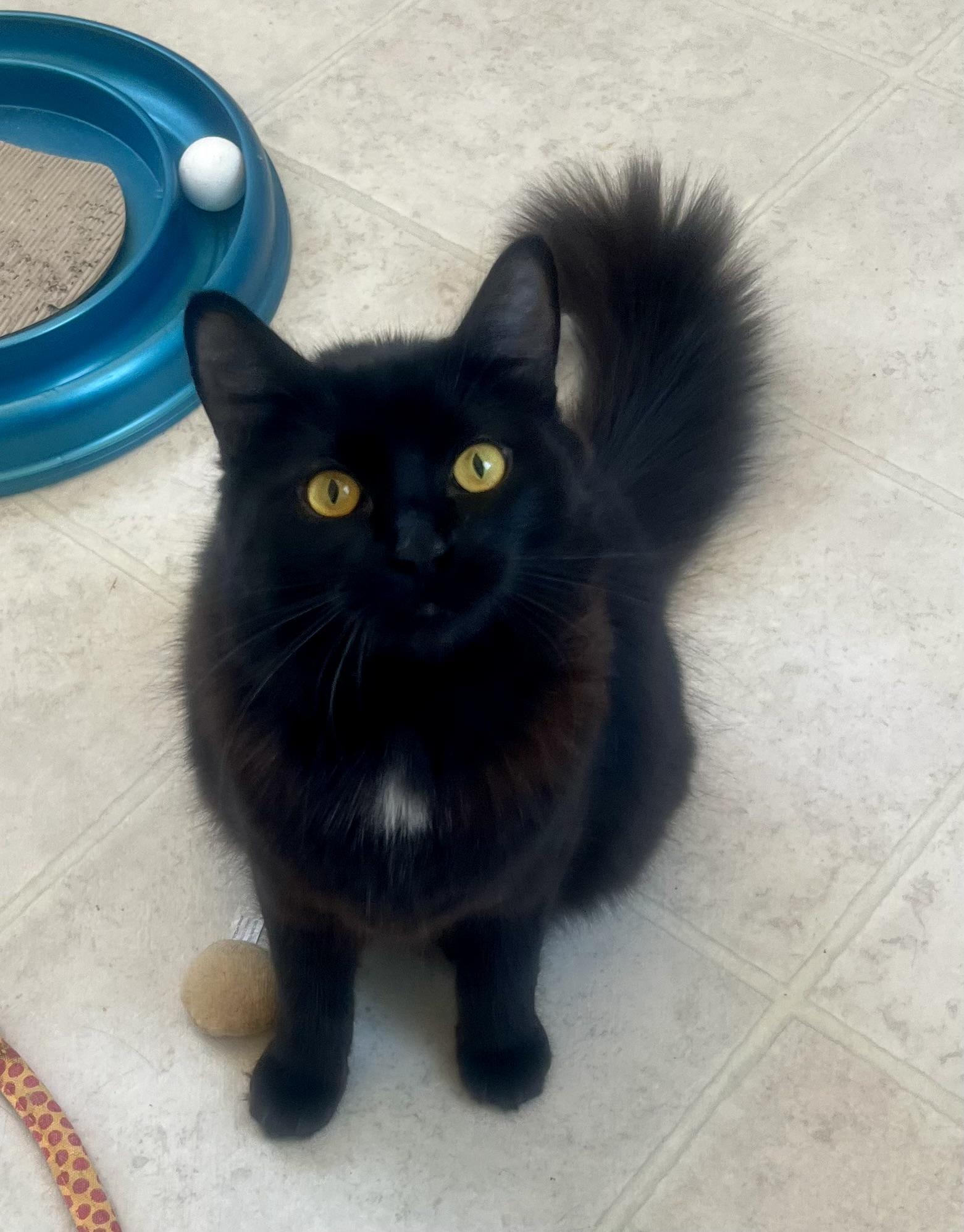 Enlarge Wednesday, a Adoptable mixed breed in Lancaster, CA image 2/6