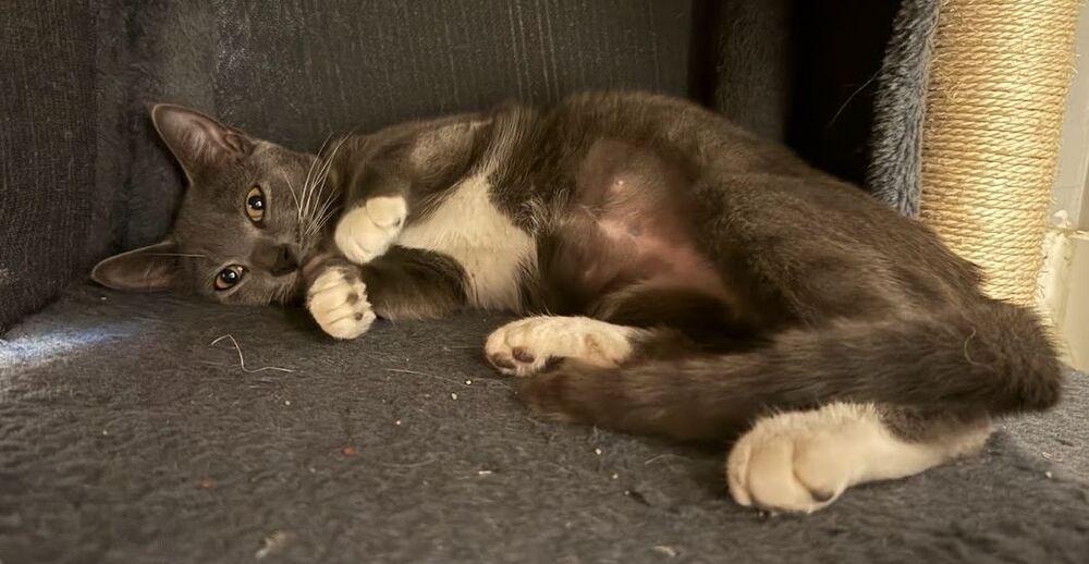 Capri, Adoptable, Kitten Female Domestic Short Hair.