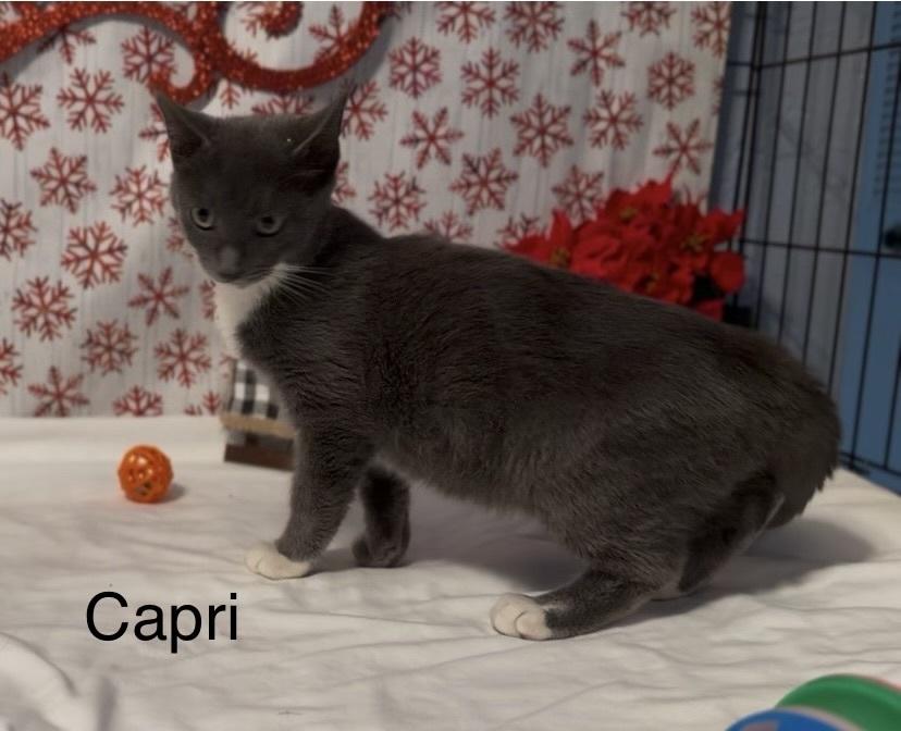 Enlarge Capri, a Adoptable Domestic Short Hair in Hudson, NH image 1/2