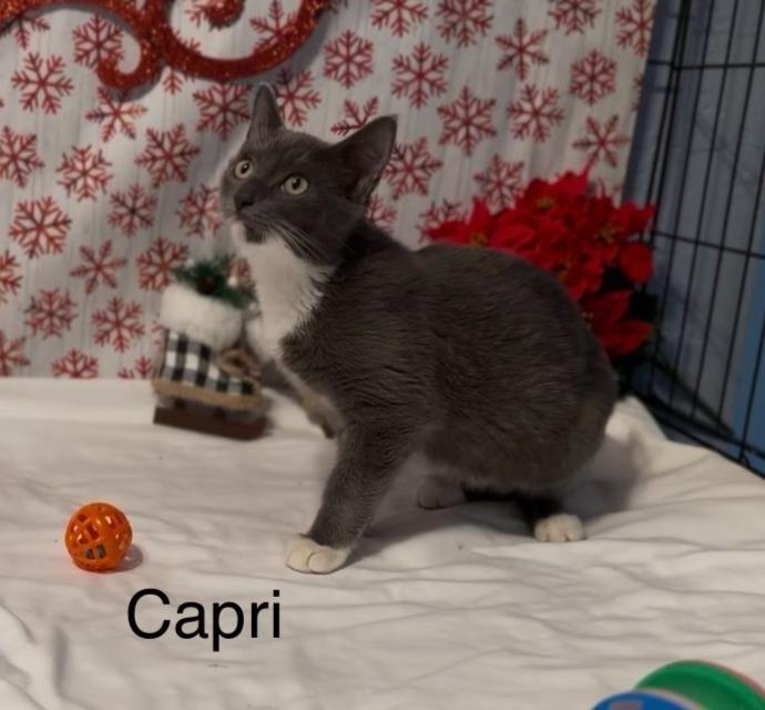 Enlarge Capri, a Adoptable Domestic Short Hair in Hudson, NH image 2/2