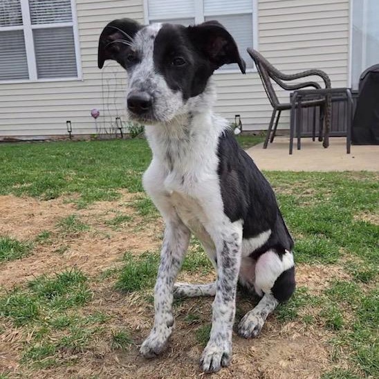 Thistle, adoptable, Puppy Female Border Collie.