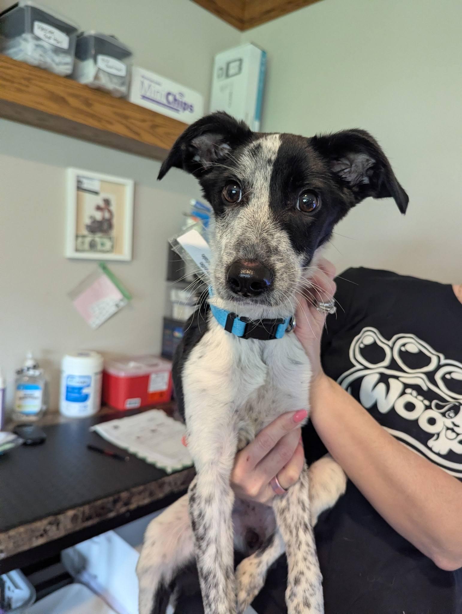 Enlarge Thistle, an adoptable mixed breed in Lemont, IL image 6/6