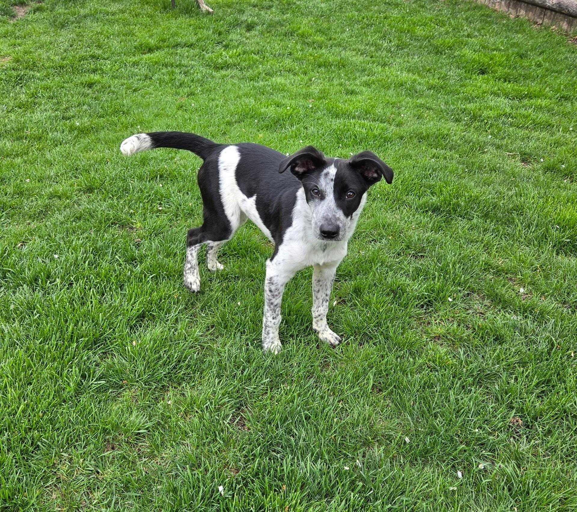 Enlarge Thistle, an adoptable mixed breed in Lemont, IL image 2/6
