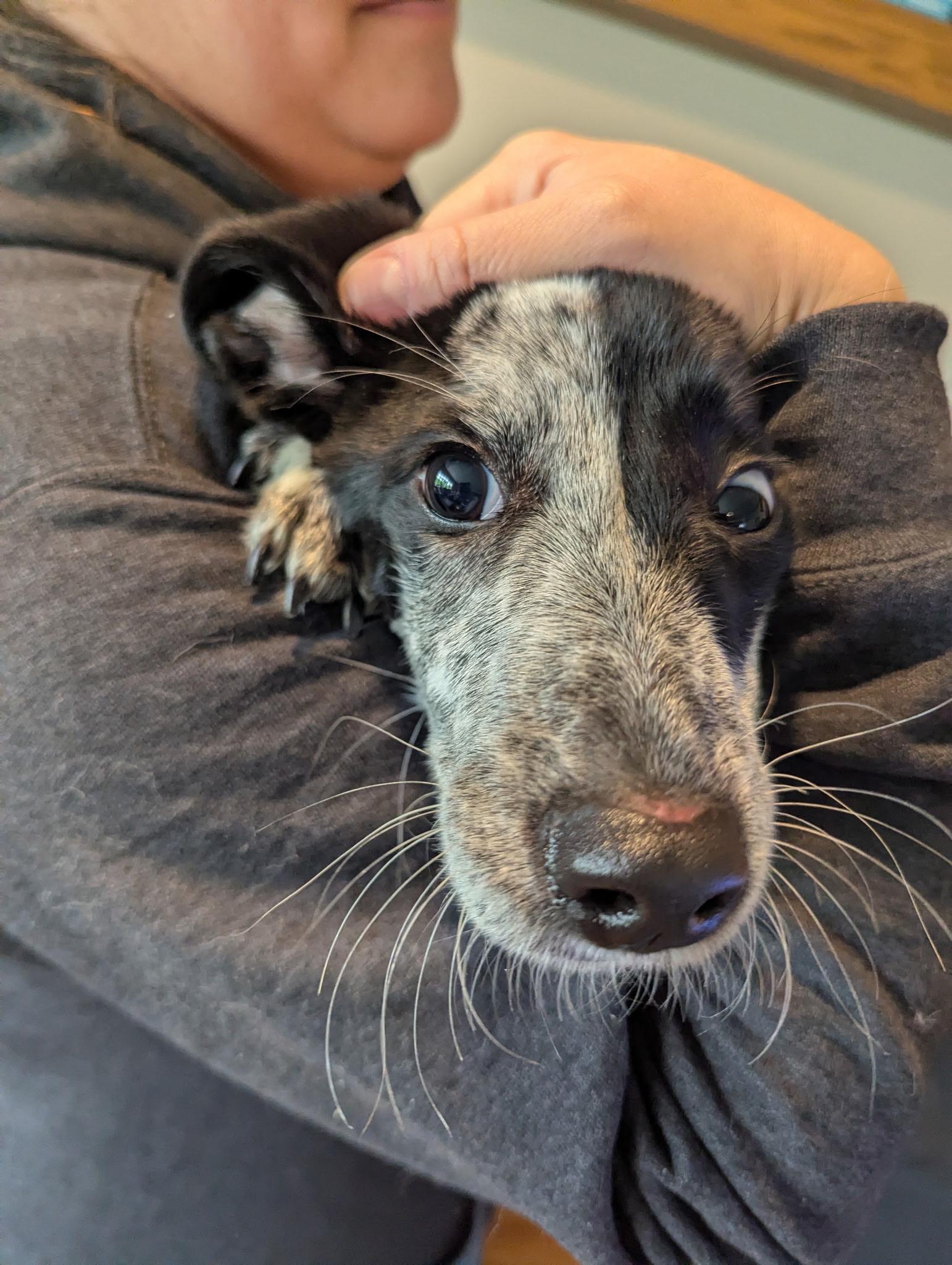 Enlarge Thistle, an adoptable mixed breed in Lemont, IL image 3/6