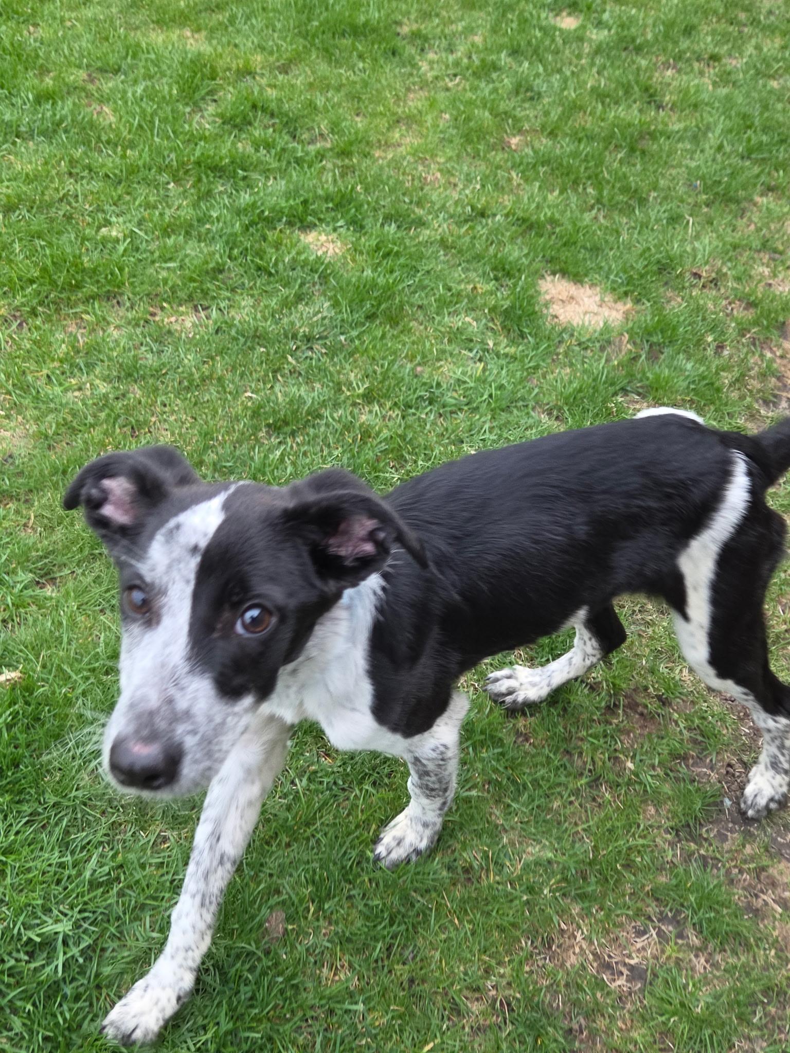 Enlarge Thistle, an adoptable mixed breed in Lemont, IL image 4/6